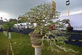 Pengunjung mengamati tanaman bonsai saat pameran dan kontes Bonsai di Taman Lokasan, Kabupaten Ciamis, Jawa Barat, Sabtu (22/12/2018). Pemeran dan kontes tanaman bonsai bertajuk Pesona Galuh Bonsai Festival 2018 diikuti 340 peserta dari berbagai daerah tersebut  bertujuan meningkatkan nilai harga jual tanaman Bonsai. ANTARA JABAR/Adeng Bustomi/agr. 