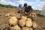 Petani memanen ubi jalar di desa Setia negara, Kuningan, Jawa Barat, Kamis (6/12/2018). Ubi jalar yang dijual ke pengepul dengan harga Rp4.500 per kilogram itu kemudian dikirim ke sejumlah wilayah seperti Karawang, Bekasi, dan Jakarta. ANTARA JABAR/Dedhez Anggara/agr