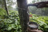 Petani menyadap karet di Cikalong Wetan, Kabupaten Bandung Barat, Jawa Barat, Senin (3/12/2018). Presiden Joko Widodo mengatakan pemerintah siap membeli karet dari petani untuk digunakan sebagai bahan baku campuran aspal dalam proyek infrastruktur sebagai salah satu cara mendorong permintaan pasca-anjloknya harga karet di pasar dunia. ANTARA JABAR/Raisan Al Farisi/agr.