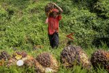 Seorang buruh tani memanen kelapa sawit di Perkebunan PTPN VII Kebun Gedeh, Kabupaten Cianjur, Jawa Barat, Senin (3/12/2018). Gabungan Pengusaha Kelapa Sawit Indonesia (Gapki) mencatat hingga Oktober 2018, Indonesia telah mengekspor 4,9 juta ton Crude Palm Oil (CPO) atau 18 persen dari total ekspor serta 21,17 juta ton produk turunan atau olahan CPO atau 82 persen dari total ekspor. ANTARA JABAR/Raisan Al Farisi/agr.