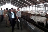 Kementan Salurkan 1.430 Sapi Indukan ke Sumatera