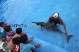 Seekor lumba-lumba moncong panjang (Delphinus capensis), mendapatkan perawatan dari nelayan, usai ditemukan terdampar di Pantai Bopong, Desa Surorejan, Puring, Kebumen, Jawa Tengah, Selasa (11/12/2018). Lumba-lumba tersebut ditemukan dalam kondisi lemas dan luka-luka pada bagian ekor, badan, moncongnya sehingga diselamatkan oleh nelayan dan ditempatkan di tambak udang yang sudah tidak terpakai untuk mendapatkan perawatan. ANTARA FOTO/Idhad Zakaria/foc.