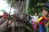 Dua orang anak memberi makan Rusa Timor (Cervus Timorensis) di tempat penangkaran rusa markas Brigif Mekanis 16/Wira Yudha, di Kota Kediri, Jawa Timur, Minggu (9/12/2018). Penangkaran rusa di area militer tersebut terbuka untuk umum dan tanpa dipungut biaya guna mendekatkan diri TNI kepada masyarakat. ANTARA FOTO/Prasetia Fauzani/foc.