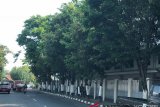 Yogyakarta tambah 500 pohon perindang pada 2019