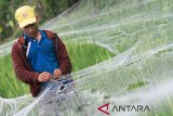 Petani memasang jaring untuk menutupi tanaman padi di area persawahan Desa Padang Rubek, Kuala Pesisir, Nagan Raya, Aceh, Selasa (29/1/2019). Para petani di kawasan itu terpaksa mengeluarkan biaya tambahan untuk membeli jaring guna menutupi tanaman padi agar terhindar dari ancaman hama burung. (Antara Aceh/Syifa Yulinnas)