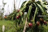 Petani merawat tanaman buah naga di Banyuwangi, Jawa Timur, Selasa (22/1/2019). Petani buah naga di daerah tersebut, memilih untuk tidak memanennya, karena selain harga jual yang anjlok dari sebelumnya Rp5 ribu menjadi Rp2 ribu per kilogramnya, juga kesulitan untuk menjual akibat melimpahnya stok buah naga dipasaran. Antara Jatim/Budi Candra Setya/ZK
