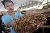 Peternak muda IPB memanen Ulat Hongkong (Tenebrio Molitor) di Sugeng Jaya Farm, Laboratorium Lapang Fakultas Peternakan IPB Dramaga,  Bogor, Jawa Barat, Selasa (29/1/2019). Hasil panen ulat Hongkong untuk kebutuhan pakan burung dan umpan pancing tersebut dapat mencapai 2,5 kwintal per minggu untuk memenuhi tingginya permintaan ke berbagai wilayah di Jabodetabek dengan harga Rp35.000 per kilogram. ANTARA JABAR/Yulius Satria Wijaya/agr. 