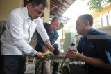 Petugas dari Badan Konservasi dan Sumber Daya Alam (BKSDA) dan Satreskrim Polres Blitar Kota mengevakuasi seekor buaya muara (Crocodylus Porosus) berusia sekitar 8 bulan dengan panjang sekitar 80 cm di Blitar, Jawa Timur, Selasa (22/1/2019). Selain mengevakuasi seekor buaya yang dilindungi, petugas juga mengevakuasi dua ekor ular jenis Sanca Kembang (Python Reticulatus), serta seekor ular Sanca India (Python Molurus) yang termasuk jenis dilindungi dengan panjang sekitar 50 cm dari sebuah rumah tersangka penyalahgunaan narkoba yang sebelumnya digerebek Satreskoba Polres Blitar Kota. Antara Jatim/Irfan Anshori/zk