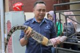 Petugas dari Badan Konservasi dan Sumber Daya Alam (BKSDA) mengevakuasi seekor buaya muara (Crocodylus Porosus) berusia sekitar 8 bulan dengan panjang sekitar 80 cm di Blitar, Jawa Timur, Selasa (22/1/2019). Selain mengevakuasi seekor buaya yang dilindungi, petugas juga mengevakuasi dua ekor ular jenis Sanca Kembang (Python Reticulatus), serta seekor ular Sanca India (Python Molurus) yang termasuk jenis dilindungi dengan panjang sekitar 50 cm dari sebuah rumah tersangka penyalahgunaan narkoba yang sebelumnya digerebek Satreskoba Polres Blitar Kota. Antara Jatim/Irfan Anshori/zk