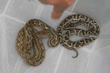 Petugas dari Badan Konservasi dan Sumber Daya Alam (BKSDA) menunjukkan dua ekor ular yang berhasil dievakuasi di halaman Mapolres Blitar Kota, Jawa Timur, Selasa (22/1/2019). Selain mengevakuasi seekor buaya yang dilindungi jenis Buaya Muara (Crocodylus Porosus) berusia sekitar 8 bulan dengan panjang sekitar 80 cm, petigas juga mengevakuasi dua ekor ular jenis Sanca Kembang (Python Reticulatus), serta seekor ular Sanca India (Python Molurus) yang termasuk jenis dilindungi dengan panjang sekitar 50 cm dari sebuah rumah tersangka penyalahgunaan narkoba yang sebelumnya digerebek Satreskoba Polres Blitar Kota. Antara Jatim/Irfan Anshori/zk