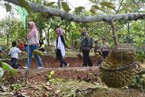 Pengunjung membawa durian yang dibeli saat Festival Durian di Desa Segulung, Dagangan, Kabupaten Madiun, Jawa Timur, Sabtu (26/1/2019). Kegiatan tersebut untuk mendorong petani durian setempat meningkatkan produksi, sekaligus memperkenalkan produk durian dan makanan berbahan durian kepada masyarakat. Antara Jatim/Siswowidodo/ZK.