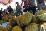 Pengunjung memilih durian saat digelar Festival Durian di Desa Segulung, Dagangan, Kabupaten Madiun, Jawa Timur, Sabtu (26/1/2019). Kegiatan tersebut untuk mendorong petani durian setempat meningkatkan produksi, sekaligus memperkenalkan produk durian dan makanan berbahan durian kepada masyarakat. Antara Jatim/Siswowidodo/ZK.