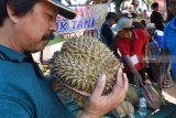 Pengunjung memilih durian saat digelar Festival Durian di Desa Segulung, Dagangan, Kabupaten Madiun, Jawa Timur, Sabtu (26/1/2019). Kegiatan tersebut untuk mendorong petani durian setempat meningkatkan produksi, sekaligus memperkenalkan produk durian dan makanan berbahan durian kepada masyarakat. Antara Jatim/Siswowidodo/ZK.