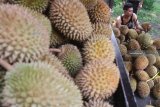 Pengunjung memilih durian dalam Festival Mendem Duren atau mabuk durian di jalan Ki Ageng Gribig, Malang, Jawa Timur, Kamis (10/1/2019). Festival yang diadakan selama sepuluh hari tersebut untuk mengenalkan buah durian lokal seperti durian ngantang, durian wonosalam dan durian petruk. Antara Jatim/Ari Bowo Sucipto/ZK