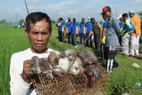 Petani memperlihatkan tikus yang berhasil ditangkap saat dilakukan gropyokan tikus di Desa Kedungrejo, Kecamatan Pilangkenceng, Kabupaten Madiun, Jawa Timur, Jumat (18/1/2019). Petani di wilayah tersebut mengeluhkan banyaknya hama tikus, sehingga mereka sering melakukan gropyokan tikus guna mengendalikan hama perusak tanaman padi. Antara Jatim/Siswowidodo