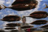 Seorang pekerja menjemur ikan asin jenis dencis di Kawasan Desa Padang Seurahet, Johan Pahlawan, Aceh Barat, Selasa (29/1/2019). Harga ikan asin dencis sejak dua bulan terakhir melonjak naik dari Rp 13.000 per kilogram menjadi Rp 28.000 per kilogram disebabkan berkurangnya pasokan bahan baku ikan segar dari nelayan setempat. (Antara Aceh/Syifa Yulinnas)