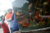 Pembeli memilih ikan hias di pasar Citra Niaga Jombang, Jawa Timur, Sabtu (19/1/2019). Permintaan berbagai jenis ikan hias di Jombang meningkat, karena masyarakat banyak yang menyukai memelihara ikan hias, sebagai hiasan di rumah untuk hiburan dan pemakan jentik nyamuk. Antara Jatim/Syaiful Arif/ZK.