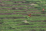 Petani merawat lahan sawah di kawasan perbukitan Pamulihan, Sumedang, Jawa Barat, Minggu (27/1/2019). Kawasan pertanian di beberapa titik di Sumedang termasuk dalam zona rawan longsor dan berpotensi membahayakan akibat struktur tanah yang labil. ANTARA JABAR/Dedhez Anggara/agr.