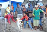 Pemilik berusaha menangkap kambing usai nelwati garis finish saat kerapan kambing di Lapangan Desa Bulay, Galis, Pamekasan, Jatim, Sabtu (5/01/2019). Kerapan kambing se-Madura yang dibagi menjadi dua kelompok besar dan kecil itu memperebutkan beberapa unit sepeda motor dan hadiah lainnya. Antara Jatim/Saiful Bahri/ZK.