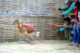 Pemilik melepas kambing saat kerapan kambing  di Lapangan Desa Bulay, Galis, Pamekasan, Jawa Timur, Sabtu (5/01/2019). Kerapan kambing se-Madura yang dibagi menjadi dua kelompok besar dan kecil itu memperebutkan beberapa unit sepeda motor dan hadiah lainnya. Antara Jatim/Saiful Bahri/ZK.