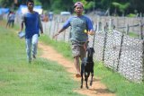 Pemilik melatih kambing kerapannya sebelum dilaksanakan kerapan kambing di Desa Murtajih,  Pamekasan, Jawa Timur, Minggu (13/01/2019). Kerapan kambing yang menjadi hiburan warga setempat itu digelar sebelum dan sesudah masa panen serta diharapkan mampu meningkatkan kunjungan wisatawan ke Madura. Antara Jatim/Saiful Bahri/zk