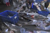 Nelayan mengumpulkan ikan hiu di tempat pelelangan ikan Karangsong, Indramayu, Jawa Barat, Sabtu (5/1/2019). Nenurut nelayan saat peralihan dari musim barat ke timur, hasil tangkapan ikan hiu melimpah dan dijual seharga Rp50 ribu per kilogram. ANTARA JABAR/Dedhez Anggara/agr.