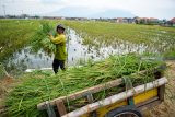 Petani memanen padi yang terendam banjir di persawahan Gempolsari, Tanggulangin, Sidoarjo, Jawa Timur, Rabu (23/1/2019). Petani setempat terpaksa memanen lebih awal padi mereka untuk menghindari kerusakan setelah sepekan terendam banjir. Antara Jatim/Umarul Faruq/ZK