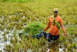 Petani memanen padi yang terendam banjir di persawahan Gempolsari, Tanggulangin, Sidoarjo, Jawa Timur, Rabu (23/1/2019). Petani setempat terpaksa memanen lebih awal padi mereka untuk menghindari kerusakan setelah sepekan terendam banjir. Antara Jatim/Umarul Faruq/ZK