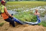 Petani memanen padi yang terendam banjir di persawahan Gempolsari, Tanggulangin, Sidoarjo, Jawa Timur, Rabu (23/1/2019). Petani setempat terpaksa memanen lebih awal padi mereka untuk menghindari kerusakan setelah sepekan terendam banjir. Antara Jatim/Umarul Faruq/ZK