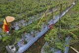 Petani memetik cabai pada musim panen perdana di Dusun Cinangka, Kabupaten Ciamis, Jawa Barat, Selasa (8/1/2019). Petani cabai mengaku, musim panen kali ini menurun dari biasanya medapatkan 5-6 kuital cabai menjadi 2-3 kuital akibat cuaca tidak menentu dan sering diguyur hujan, diperparah kualitas cabai yang dihasilkan membusuk akibat serangan hama ulat serta hama patek. ANTARA JABAR/Adeng Bustomi/agr.