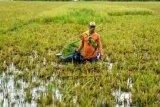 Petani memanen padi yang terendam banjir di persawahan Gempolsari, Tanggulangin, Sidoarjo, Jawa Timur, Rabu (23/1/2019). Petani setempat terpaksa memanen padi lebih awal untuk menghindari kerusakan setelah sepekan terendam banjir. ANTARA FOTO/Umarul Faruq/wsj.