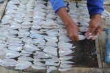 Warga menata ikan yang akan dijemur di Pantai Jumiang, Pamekasan, Jawa Timur, Selasa (22/01/2019). Setelah dalam sepekan terakhir cuaca di laut mulai membaik, kini nelayan di daerah itu kembali mengeluhkan minimnya tangkapan karena musim angin dan ombak yang jauh lebih besar dari sebelumnya. Antara Jatim/Saiful Bahri/ZK