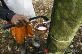 Harga karet di tingkat petani Mukomuko, Bengkulu  turun Rp400/Kg