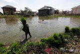 Seorang anak mengangkut bibit padi di sawah yang berada di kawasan perumahan di Aceh Besar, Aceh, Sabtu (19/1/2019). Badan Pusat Statistik menyebutkan luas lahan baku sawah di seluruh Indonesia pada akhir 2018 hanya tersisa 7,1 juta hektare yang menyusut dibanding 2017 seluas 7,75 juta hektare. (Antara Aceh/Irwansyah Putra)