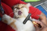 Anggota Komunitas Pecinta Kucing Madiun Plus (KPKM-Plus) melakukan perawatan kucing saat Bakti Sosial (Baksos) gratis perawatan kucing di Kota Madiun, Jawa Timur, Minggu (20/1/2019). Dalam kegiatan tersebut, KPKM-Plus memberikan berbagai layanan gratis, antara lain perawatan bulu, telinga, mata, potong kuku, pemberian vitamin dan obat anti cacing. Antara Jatim/Siswowidodo/ZK.