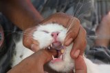 Anggota Komunitas Pecinta Kucing Madiun Plus (KPKM-Plus) memberikan vitamin pada kucing saat Bakti Sosial (Baksos) gratis perawatan kucing di Kota Madiun, Jawa Timur, Minggu (20/1/2019). Dalam kegiatan tersebut, KPKM-Plus memberikan berbagai layanan gratis, antara lain perawatan bulu, telinga, mata, potong kuku, pemberian vitamin dan obat anti cacing. Antara Jatim/Siswowidodo/ZK.