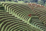 Petani merawat tanaman bawang merah di areal pertanian terasering, Argapura, Majalengka, Jawa Barat, Jumat (18/1/2019). Selain untuk pertanian, petani setempat memanfaatkan lahan terasering guna menahan terjadinya longsor akibat air hujan pada bagian lereng gunung Ciremai. ANTARA JABAR/Dedhez Anggara/agr. 