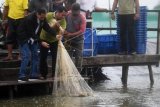 Presiden Joko Widodo (kiri) memanen udang di Muara Gembong, Bekasi, Jawa Barat, Rabu (30/1/2019). Dalam kunjungan kerja tersebut Presiden turut melakukan panen raya udang, meninjau program Membina Ekonomi Keluarga Sejahtera (Mekar), serta meninjau warga penerima program elektrifikasi. ANTARA FOTO/Akbar Nugroho Gumay/ama.