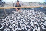 Warga menjemur ikan di Pantai Jumiang, Pamekasan, Jawa Timur, Selasa (8/01/2019). Dalam dua hari terakhir produksi ikan kering di daerah itu mulai meningkat dari sekitar 50 kg menjadi 300 kg dan diperkirakan akan terus naik hingga 1.5 ton per hari karena cuaca mulai membaik. Antara Jatim/Saiful Bahri/ZK