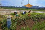 Sejumlah buruh tani menanam padi didekat patok atau batas lahan milik PT Kereta Api Indonesia Jalur kereta api Banjar-Pangandaran peninggalan Belanda di Dusun Pangasinan, Kota Banjar, Jawa Barat, Rabu (9/1/2019). PT KAI berencana akan mereaktivasi jalur kereta api Banjar-Pangandaran dengan anggaran mencapai kurang lebih Rp 1 triliun untuk memperbaiki jalur yang ada dan infrastruktur penunjang lainnya. ANTARA JABAR/Adeng Bustomi/agr. 