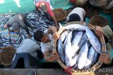 Nelayan menata sejumlah keranjang berisi ikan di Pelabuhan Perikanan Samudera Lampulo, Banda Aceh, Sabtu (19/1). Kementerian Kelautan dan Perikanan tahun 2019, melakukan strategi peningkatan nilai ekspor perikanan dengan menerapkan standar kualitas ekspor ikan dalam negeri, sedangkan untuk pasar luar negeri menghilang biaya ekspor negara tujuan guna mencapai target nilai ekspor sebesar 5,5 miliar dolar AS atau meningkat sekitar 10 persen dari capaian tahun 2018 sebesar 5 miliar dolar AS. (Antara Aceh/Ampelsa)