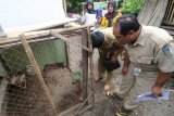 Petugas Dinas Kesehatan memeriksa keberadaan jentik nyamuk pada tandon air di kawasan endemik wabah Deman Berdarah Dengue (DBD) di Desa Wonocatur, Kediri, Jawa Timur, Selasa (29/1/2019). Sidak di permukiman warga tersebut sebagai sosialisasi mencegah perkembangbiakan nyamuk pembawa virus Aedes Aegypti penyebab DBD. Antara JatimPrasetia Fauzani/ZK.