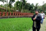 Wisatawan berada di area Taman Gandrung Terakota di Licin, Banyuwangi, Jawa Timur, Sabtu (19/1/2019). Ratusan patung penari gandrung yang dibangun di tengah persawahan itu, merupakan situs untuk merawat sekaligus meruwat Tari Gandrung sebagai salah satu identitas budaya Banyuwangi. Antara Jatim/Budi Candra Setya/ZK.