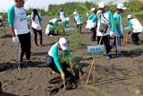 Dirjen Kementerian Lingkungan Hidup dan Kehutanan M.R. Karliansyah (kedua kiri) menanam pohon cemara di Pantai Cemara, Banyuwangi, Jawa Timur, Minggu (27/1/2019). Penanaman 20 ribu bibit pohon cemara udang bersama PT Pertamina (persero) tersebut, selain sebagai penahan abrasi air laut dan ruang hijau yang menjadi tempat berlindung satwa, juga menjadi daya tarik wisatawan. Antara Jatim/Budi Candra Setya/Zk