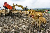 Pekerja mengoperasikan alat berat saat memindahkan sampah di Tempat Pembuangan Akhir Sampah (TPAS) Cikolotok, Purwakarta, Jawa Barat, Senin (14/01/2019). Pemerintah Kabupaten Purwakarta berencana memperluas area TPAS tersebut hingga 10 hektare untuk menerapkan pengelolaan sampah dengan metode Sanitary Landfill. ANTARA JABAR/M Ibnu Chazar/agr. 