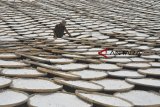 Pekerja menjemur tepung singkong atau aci di Kampung Cisaga, Kabupaten Ciamis, Jawa Barat, Senin (14/1/2019). Kementerian Koperasi dan UKM menargetkan pelaku Usaha Mikro, Kecil dan Menengah (UMKM) tumbuh sebanyak lima persen dari jumlah penduduk di tahun 2019 dan untuk mendorong pertumbuhan tersebut Pemerintah memfasilitasi pelaku UMKM dengan menggelar sosialisasi maupun pelatihan dengan Badan Latihan Khusus (BLK) di berbagai daerah di Indonesia. ANTARA JABAR/Adeng Bustomi/agr. 