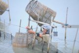 Nelayan memasang bubu udang di Desa Pademawu Timur, Pamekasan, Jawa Timur, Senin (21/01/2019). Kementerian Kelautan dan Perikanan (KKP) menargetkan produksi udang tahun 2019 sebanyak 1.098 juta ton. Antara Jatim/Saiful Bahri/ZK.