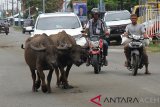 Sejumlah pengendara melintas disamping ternak liar yang berada di Badan Jalan Nasional Banda Aceh- Tapaktuan di Desa Seuneubok, Johan Pahlawan, Aceh Barat, Aceh, Minggu (20/1/2019). Keberadaan hewan ternak liar yang sengaja dibiarkan berkeliaran oleh pemiliknya di jalan raya itu menggangu dan membahayakan keselamatan pengguna jalan. (Antara Aceh/Syifa Yulinnas)