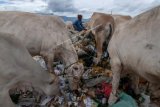 Pemulung berjibaku dengan sapi ternak untuk mendapatkan sampah di Tempat Pembuangan Akhir (TPA) sampah Kawatuna, Palu, Sulawesi Tengah, Selasa, (29/1/2019). Ribuan ternak sapi milik warga sengaja dilepas ke tempat sampah untuk mencari makan untuk menekan ongkos pakan yang nilainya mencapai 70 persen dari ongkos pemeliharaan sapi, meskipun pemerintah setempat telah mengeluarkan imbauan kepada peternak untuk mengandangkan sapinya, karena berbahaya bagi kesehatan ternak yang mengonsumsi sampah. ANTARA FOTO/Basri Marzuki/ama.