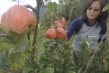 Wisatawan  memetik buah apel di objek wisata petik buah apel di Kota Batu, Jawa Timur, Rabu (2/1). Untuk bisa menikmati wisata petik buah apel di pusat perkebunan apel itu wisatawan dikenai tarif masuk Rp15 ribu/orang dan bebas makan di tempat sepuasnya. Antara Jatim/Destyan Sujarwoko/ZK.